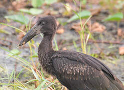 African Openbill