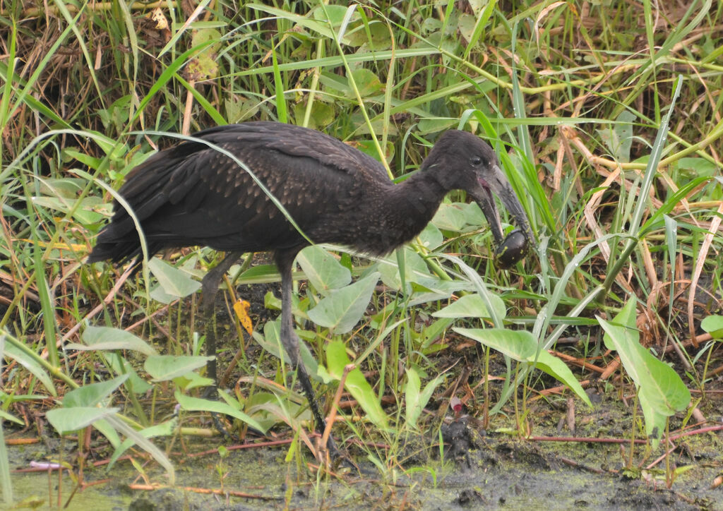 African Openbilladult, identification, feeding habits