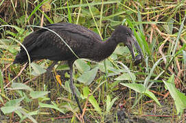 African Openbill