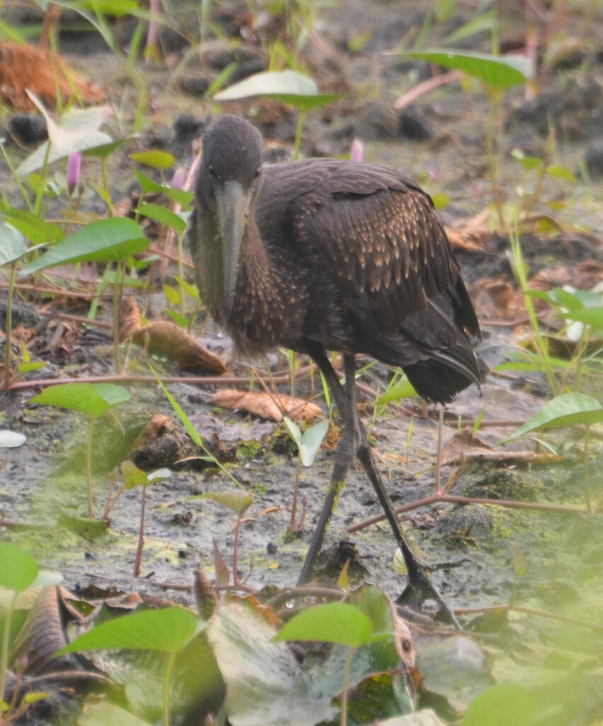 African Openbilladult