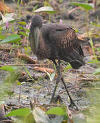 African Openbill