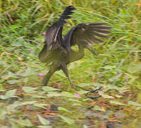 African Openbill