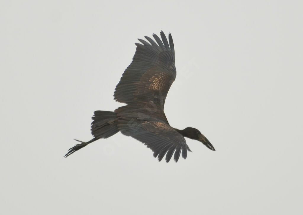 African Openbilladult, Flight