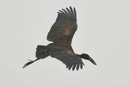 African Openbill