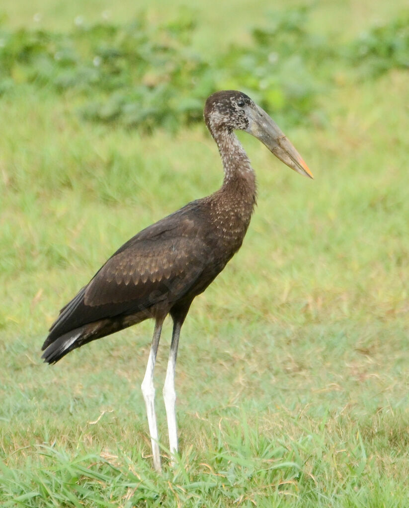 Bec-ouvert africainimmature, identification