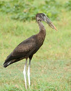 African Openbill