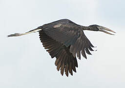 African Openbill