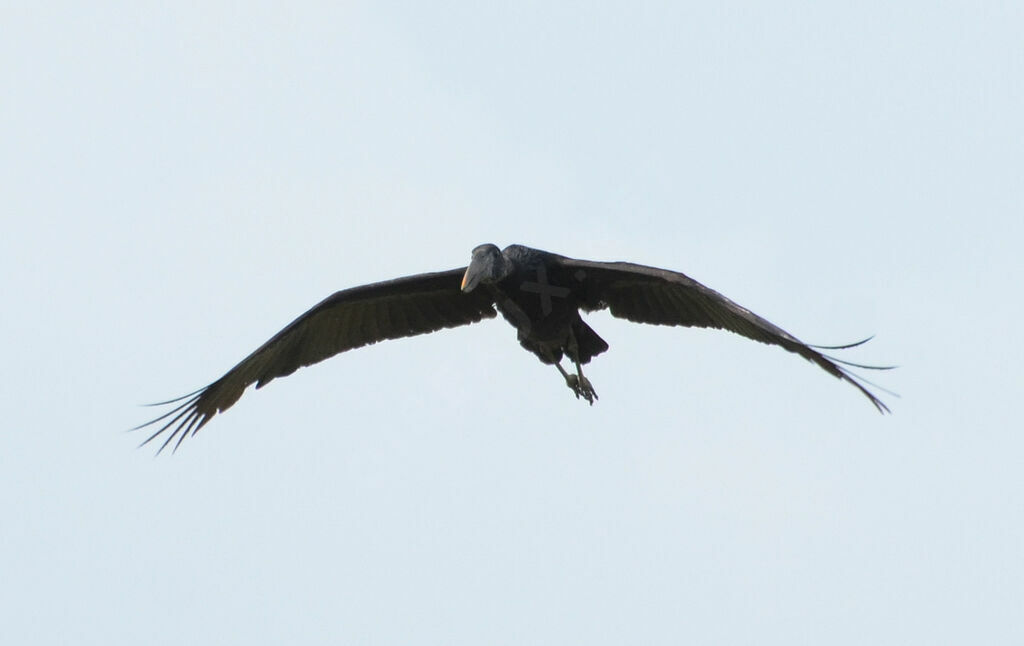 African Openbillimmature, Flight