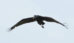 African Openbill