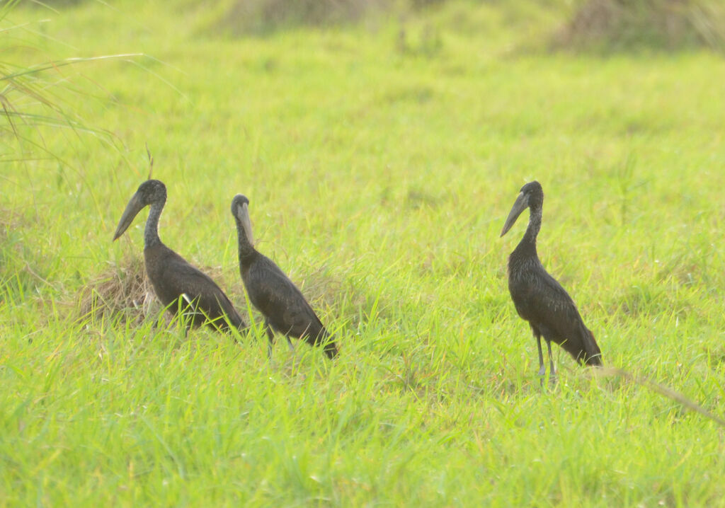 African Openbillimmature, identification