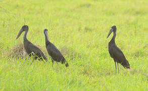 African Openbill