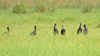 African Openbill