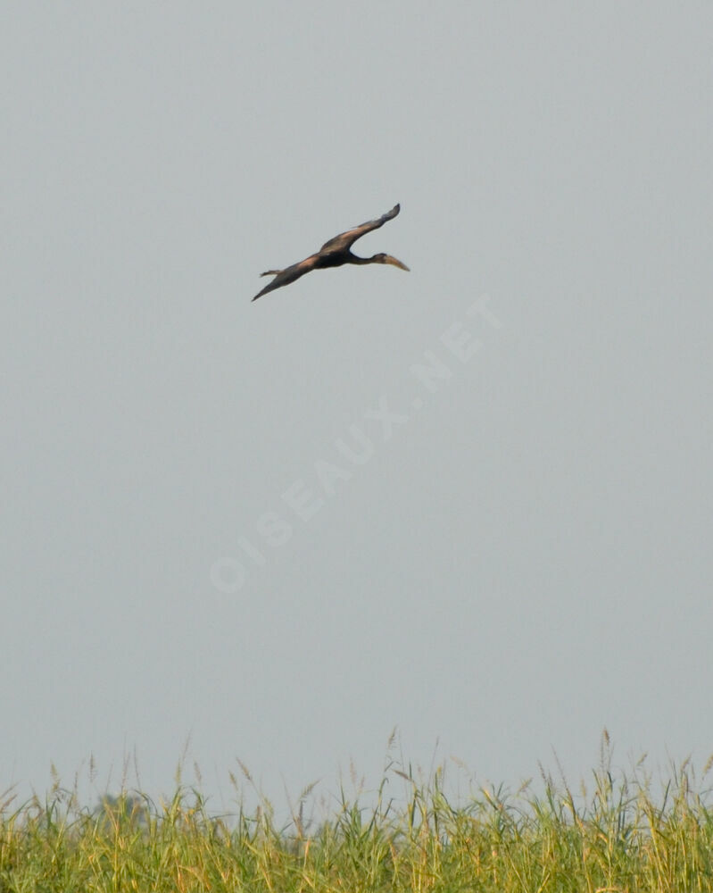 African Openbill