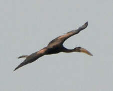 African Openbill