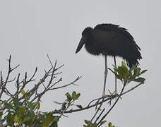 African Openbill