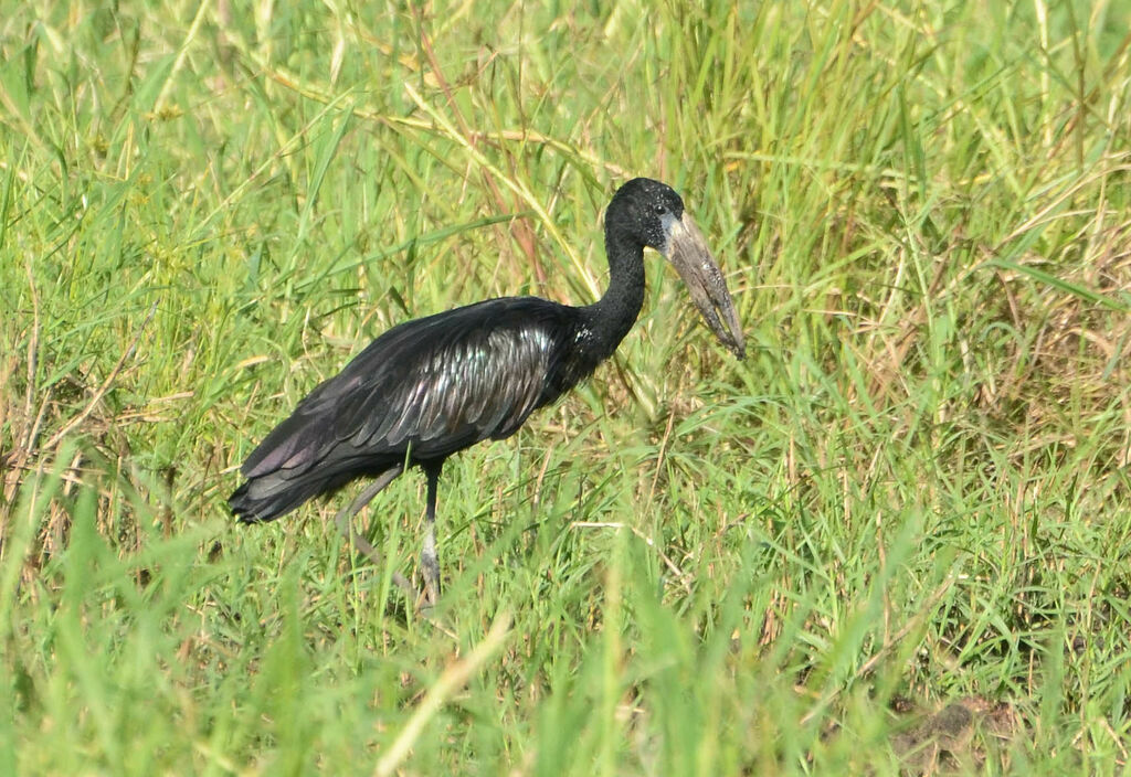 Bec-ouvert africainadulte, identification