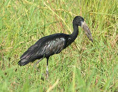 African Openbill