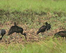 African Openbill