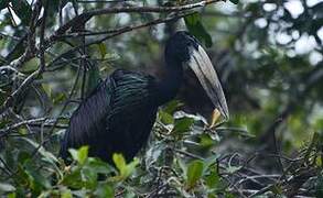 African Openbill