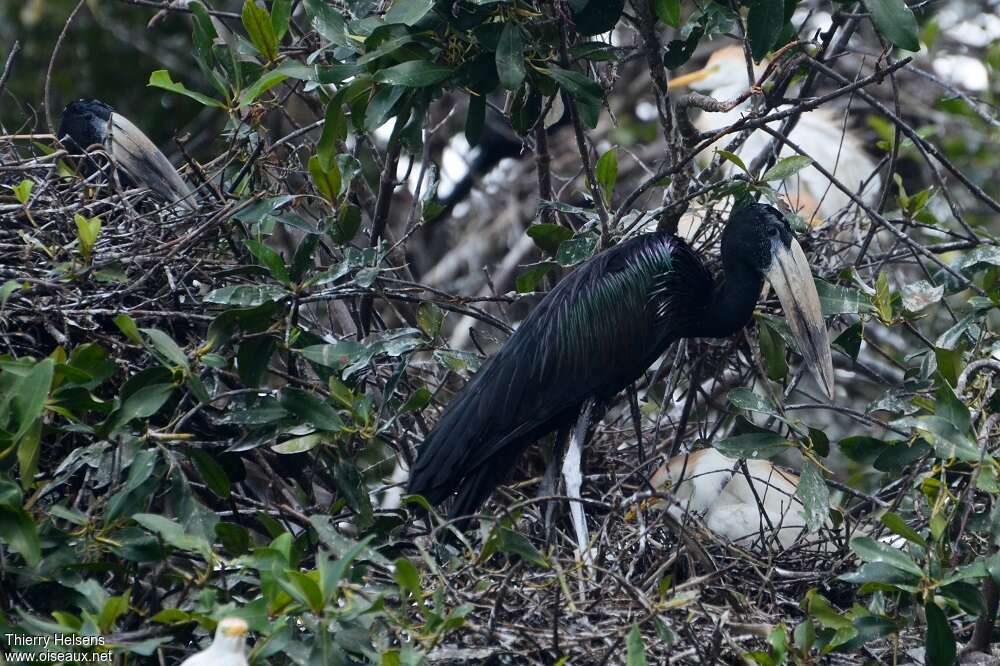 African Openbilladult breeding, Reproduction-nesting