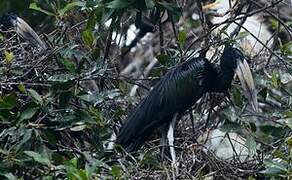 African Openbill