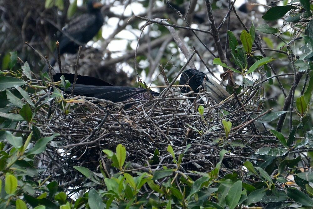 African Openbilladult breeding, Reproduction-nesting