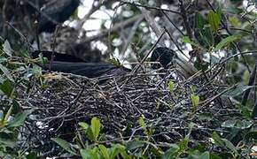 African Openbill