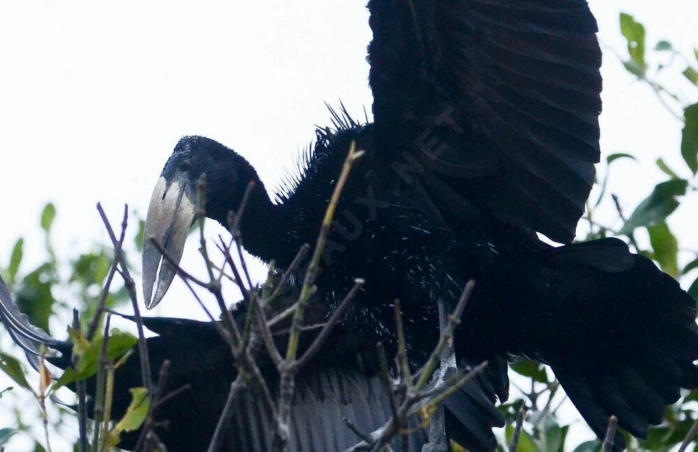 African Openbilladult breeding, identification