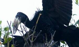 African Openbill