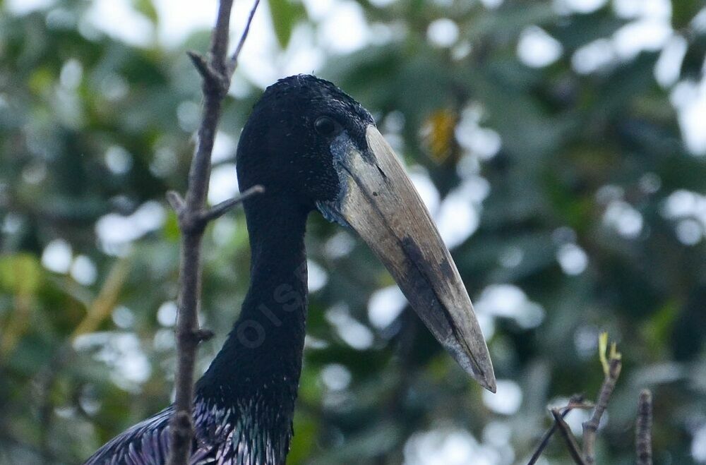 African Openbilladult breeding, identification