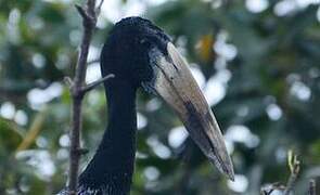 African Openbill