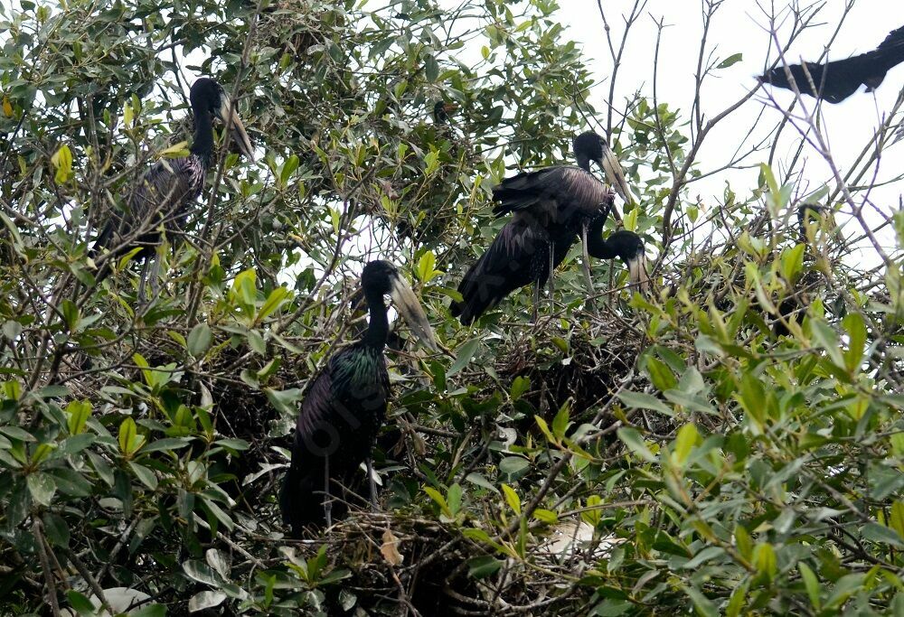 African Openbilladult breeding, Reproduction-nesting