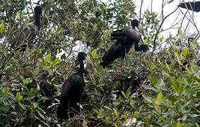 African Openbill