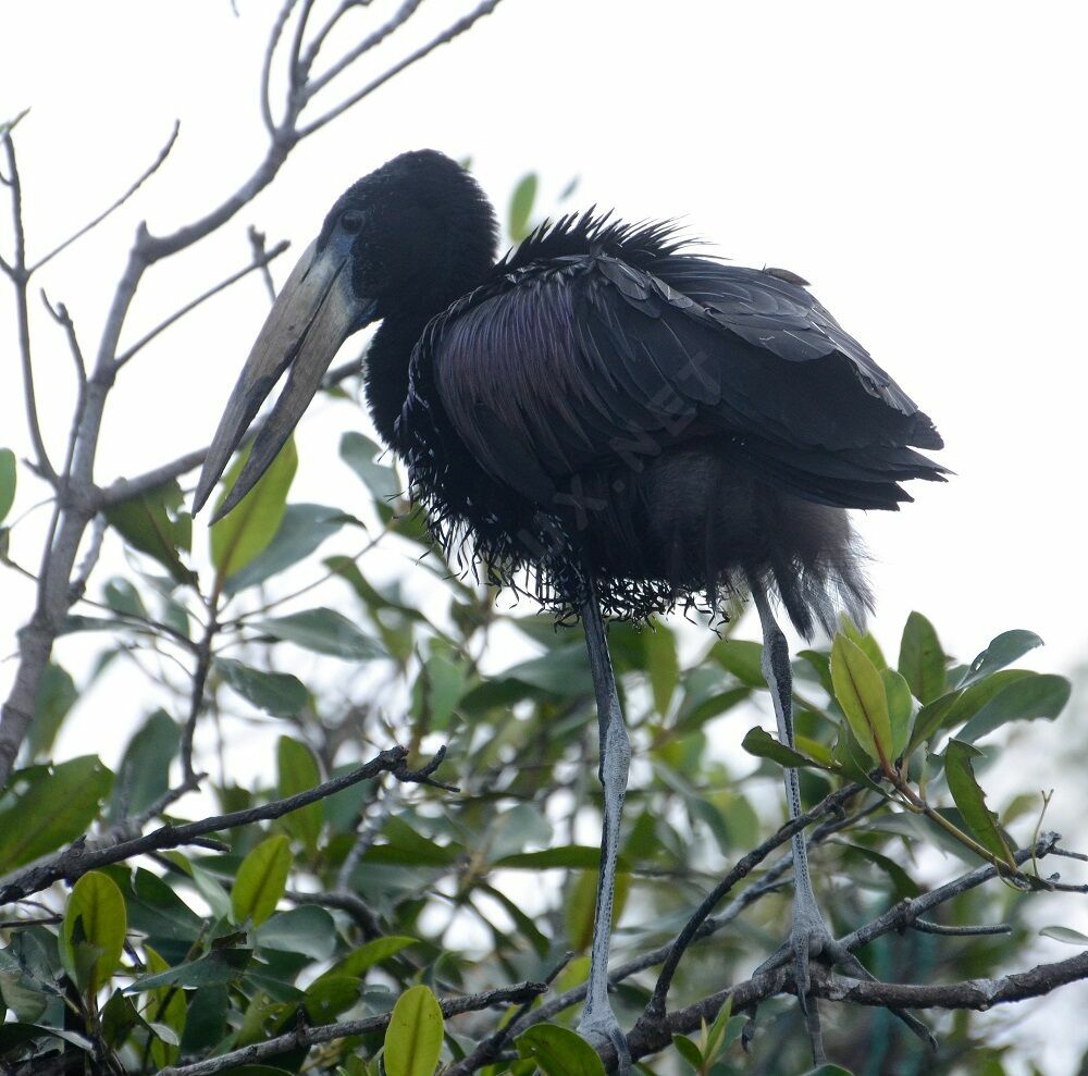 African Openbilladult breeding, identification