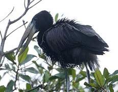 African Openbill