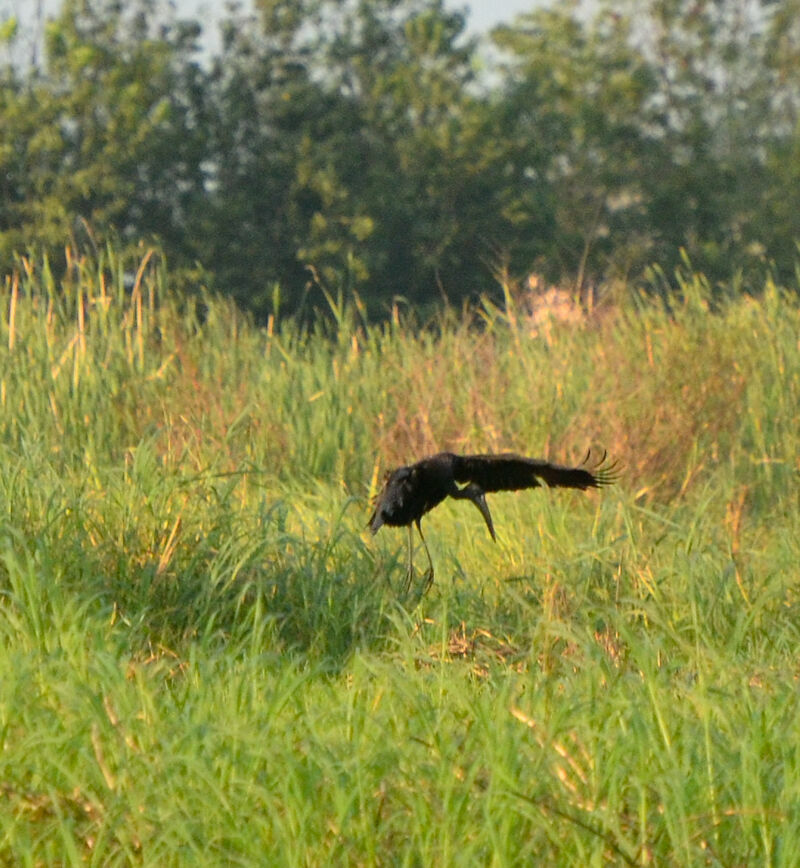 African Openbill