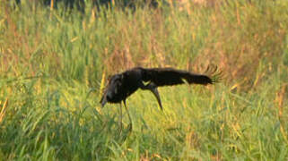 African Openbill