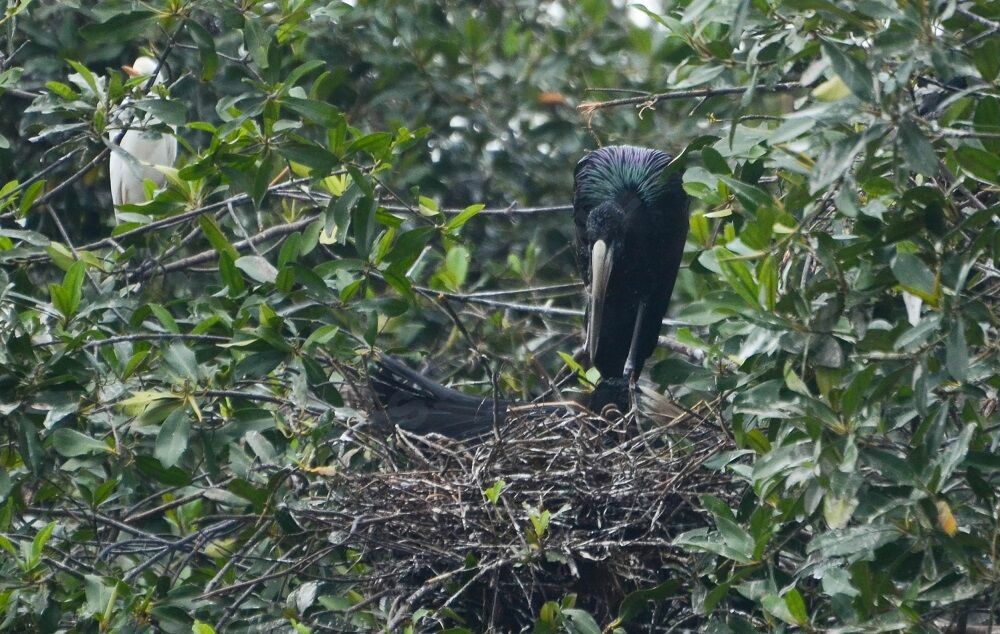 African Openbilladult breeding, Reproduction-nesting