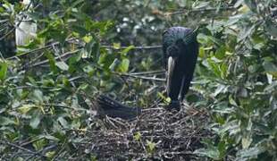 African Openbill