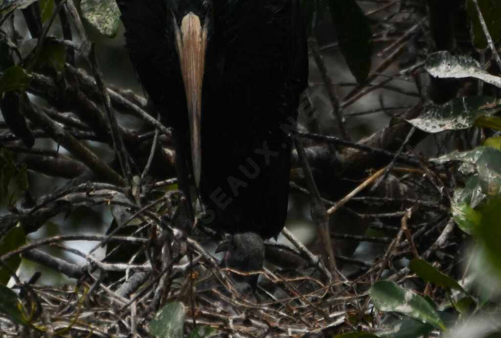 African Openbill, close-up portrait