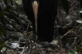 African Openbill