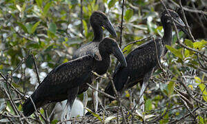 African Openbill