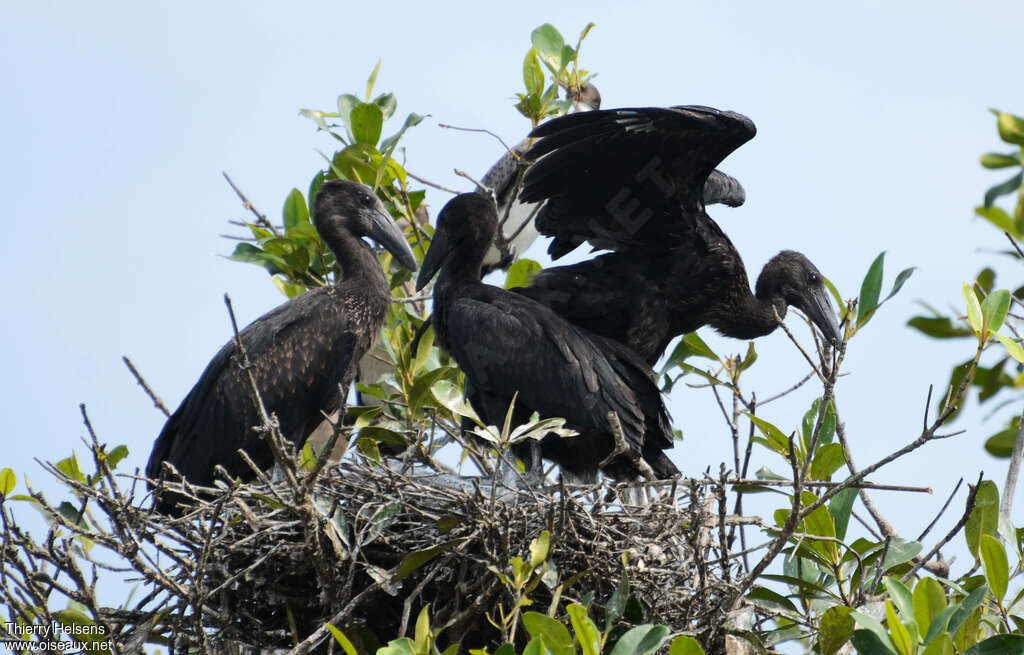 African Openbill, Reproduction-nesting