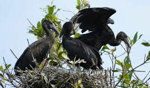 African Openbill