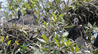 African Openbill