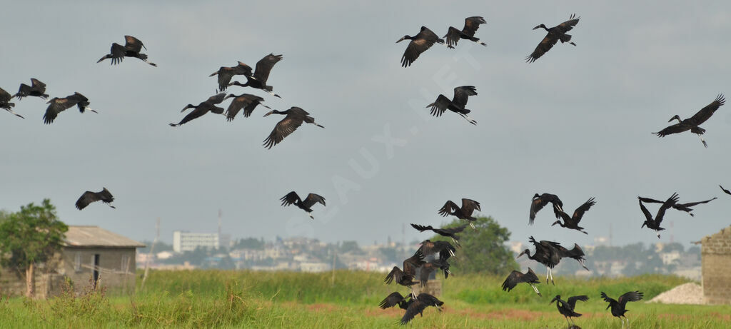 African Openbill, Flight