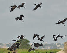 African Openbill