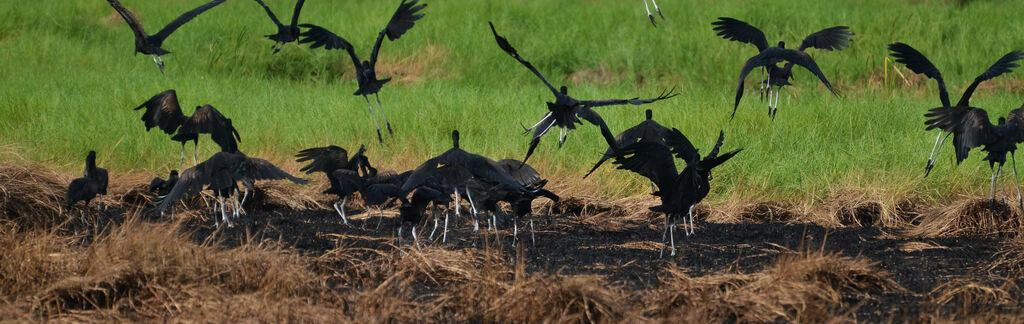 African Openbill