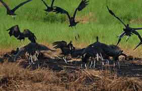 African Openbill