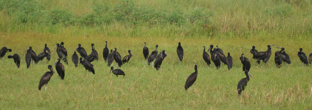 African Openbill